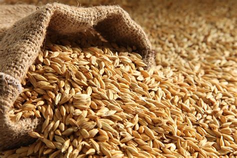 malt grain health benefits.